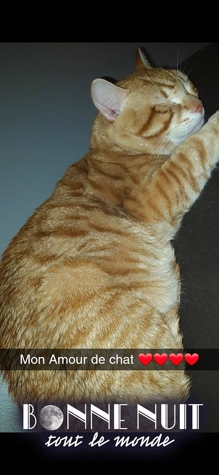 Oliveur a rejoint le concours — aidez-le/la à gagner de superbes lots ! amber, beige, brown, carnivore, cat, domestic_short_haired_cat, facial_expression, fawn, felidae, fur, liver, orange, peach, photo_caption, small_to_medium_sized_cats, snout, terrestrial_animal, vertebrate, whiskers, yellow