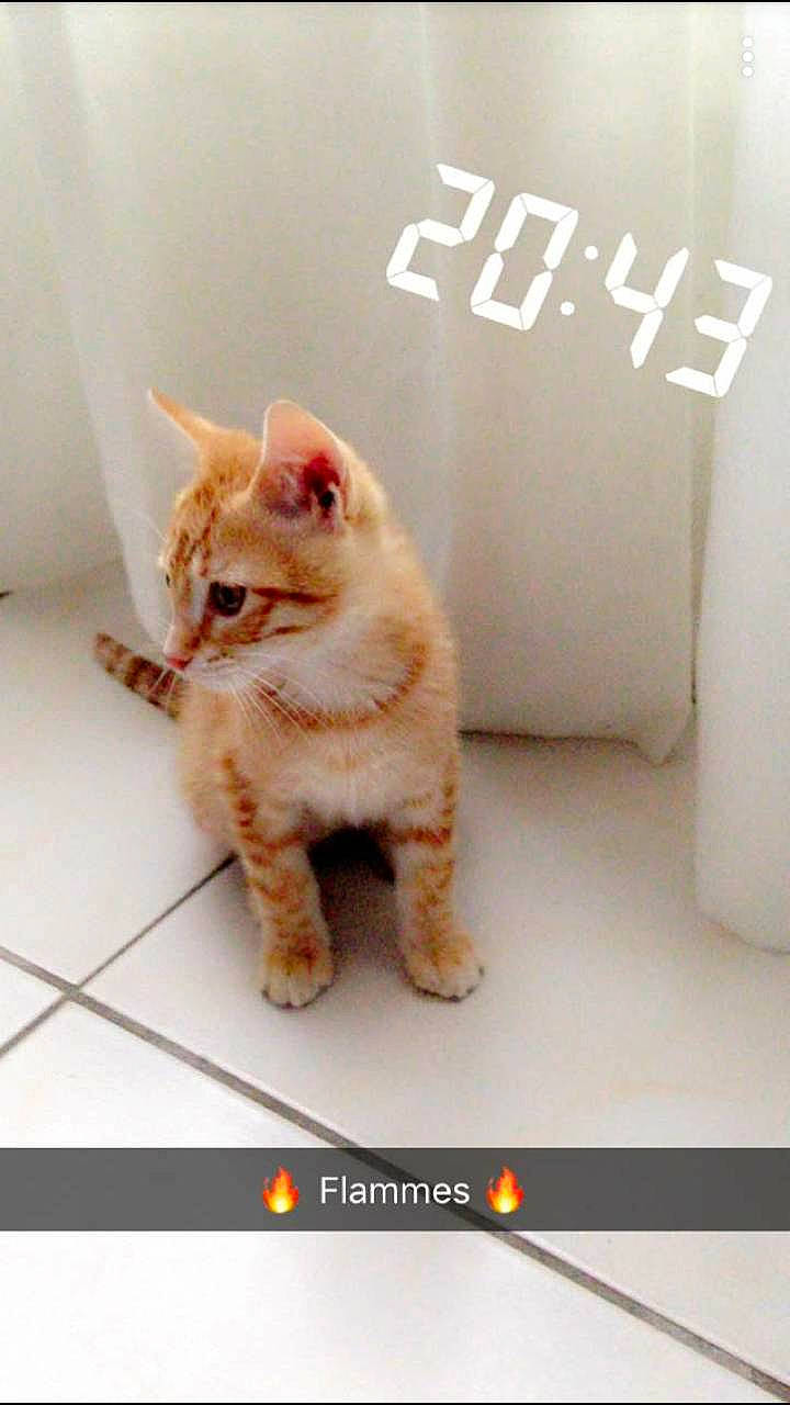 Oliveur a rejoint le concours — aidez-le/la à gagner de superbes lots ! beauty, carnivore, cat, electronic_device, felidae, flooring, mammal, organism, photograph, product, red, small_to_medium_sized_cats, snout, tail, technology, text, vertebrate, whiskers, white, yellow