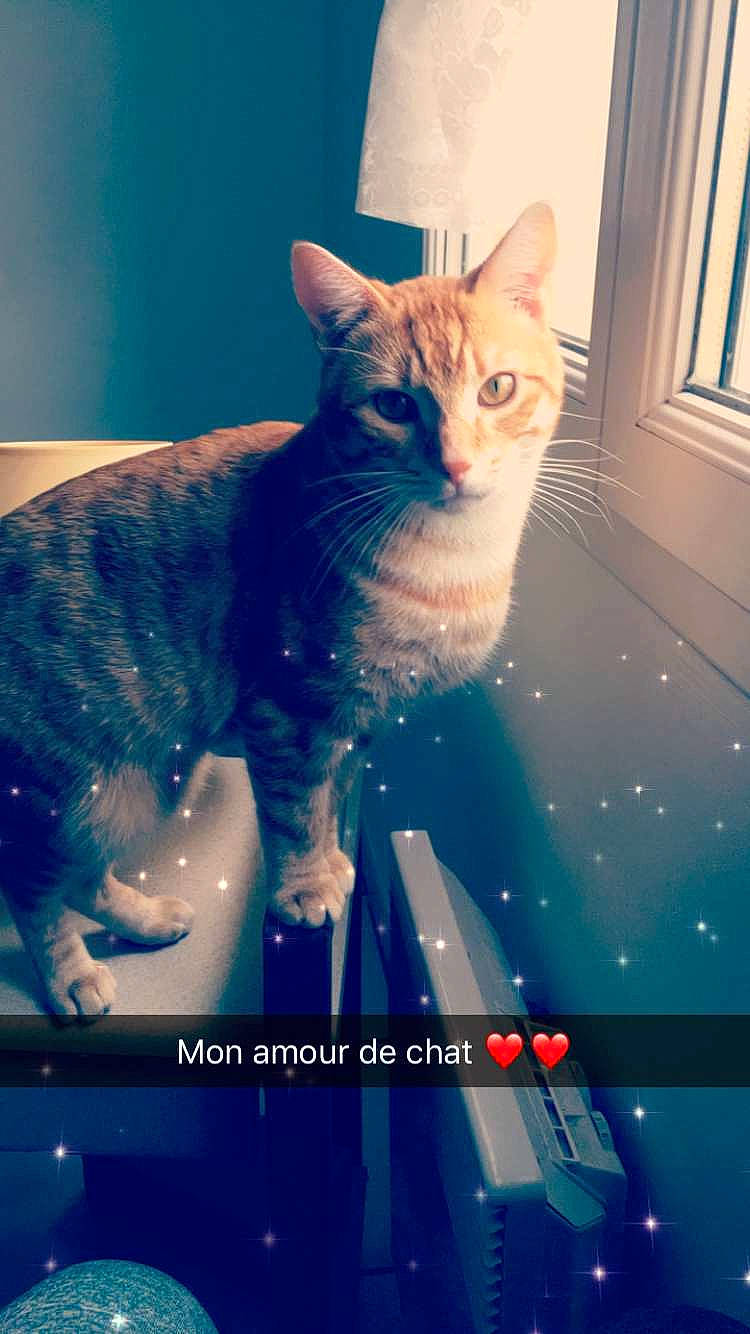 Oliveur participe au concours pour gagner de l'argent avec cette photo : carnivore, cat, collar, domestic_short_haired_cat, felidae, fur, iris, organism, pet_supply, small_to_medium_sized_cats, snout, tail, vertebrate, whiskers