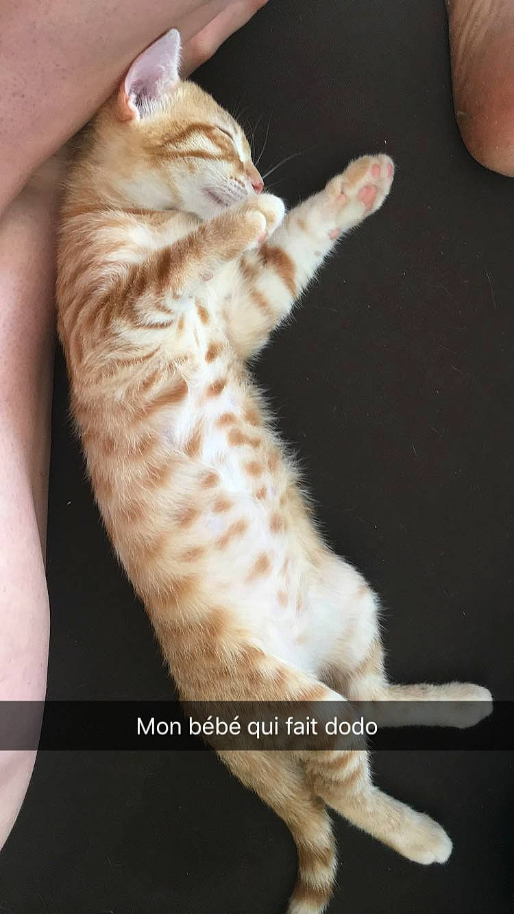 Oliveur participe au concours pour gagner de l'argent avec cette photo : blond, carnivore, cat, fawn, felidae, finger, flesh, fur, nail, organism, paw, peach, skin, small_to_medium_sized_cats, snout, tail, terrestrial_animal, toe, vertebrate, whiskers