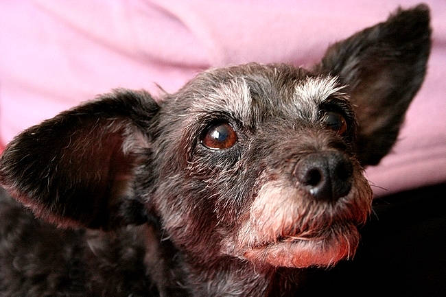 Moumoune a rejoint le concours — aidez-le/la à gagner de superbes lots ! canidae, carnivore, close_up, companion_dog, dog, dog_breed, ear, eye, fawn, fur, head, liver, recipe, small_terrier, snout, sporting_group, terrestrial_animal, toy_dog, whiskers, working_animal