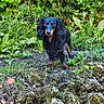 dog, dachshund, long_hair, black, tan, pet, animal, outdoor, garden, greenery, plants, rocks, nature, grass, small_dog, curious, alert, fur, canine, snout