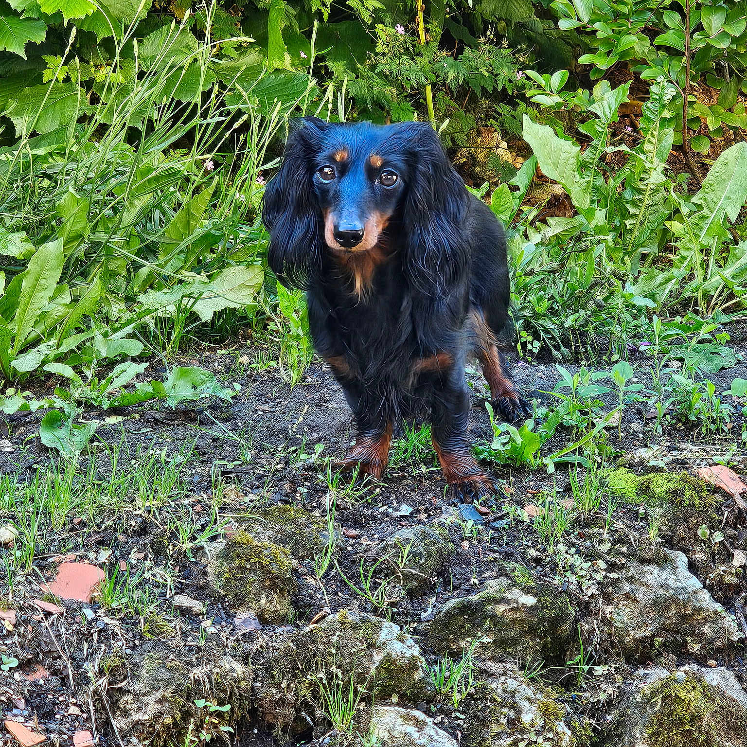 Nugget a rejoint le concours — aidez-le/la à gagner de superbes lots ! dog, dachshund, long_hair, black, tan, pet, animal, outdoor, garden, greenery, plants, rocks, nature, grass, small_dog, curious, alert, fur, canine, snout