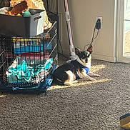 Copper joined the competition — help win amazing prizes! dog, pet, blue_harness, carpet, sunlight, crate, blanket, storage_bin, indoor, home, door, wall, power_outlet, cord, vacuum_cleaner, shadow, relaxing, small_dog, resting, comfort