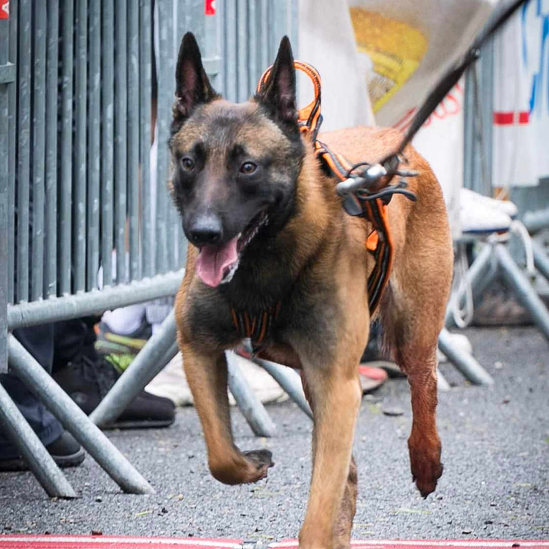 Tokyo a rejoint le concours — aidez-le/la à gagner de superbes lots ! active, alert, animal, belgian_malinois, canine, daylight, dog, focus, gravel, harness, leash, metal_barrier, movement, outdoor, people, pet, running, street, tongue_out, walking