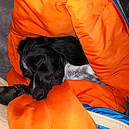 Coco Antoons participe au concours pour gagner de l'argent avec cette photo : dog, sleeping, blanket, orange, blue, cozy, resting, paw, fur, indoor, comfort, snuggling, pet, animal, relaxing, soft, warm, cute, companion, peaceful