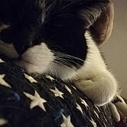 Guysmo a rejoint le concours — aidez-le/la à gagner de superbes lots ! abyssinian, americanflag, animal, canine, cat, couch, cushion, dog, electronics, flag, furniture, homedecor, kitten, manx, person, pet, puppy, quilt, sleeping, snout
