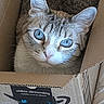 cat, blue_eyes, cardboard_box, amazon_prime, pet, feline, indoor, cute, curious, animal, bedspread, box, close_up, looking_up, whiskers, ears, striped_fur, domestic_cat, resting, cozy