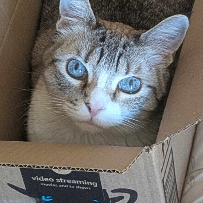Chanel joined the competition — help win amazing prizes! cat, blue_eyes, cardboard_box, amazon_prime, pet, feline, indoor, cute, curious, animal, bedspread, box, close_up, looking_up, whiskers, ears, striped_fur, domestic_cat, resting, cozy