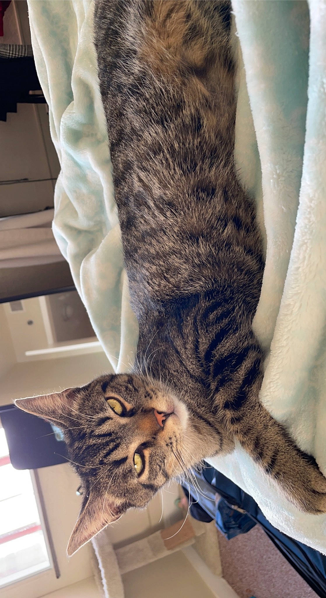 Finnegan joined the competition — help win amazing prizes! carnivore, cat, claw, comfort, domestic_short_haired_cat, felidae, fur, gesture, human_leg, mammal, organism, paw, small_to_medium_sized_cats, snout, tail, thigh, tree, whiskers