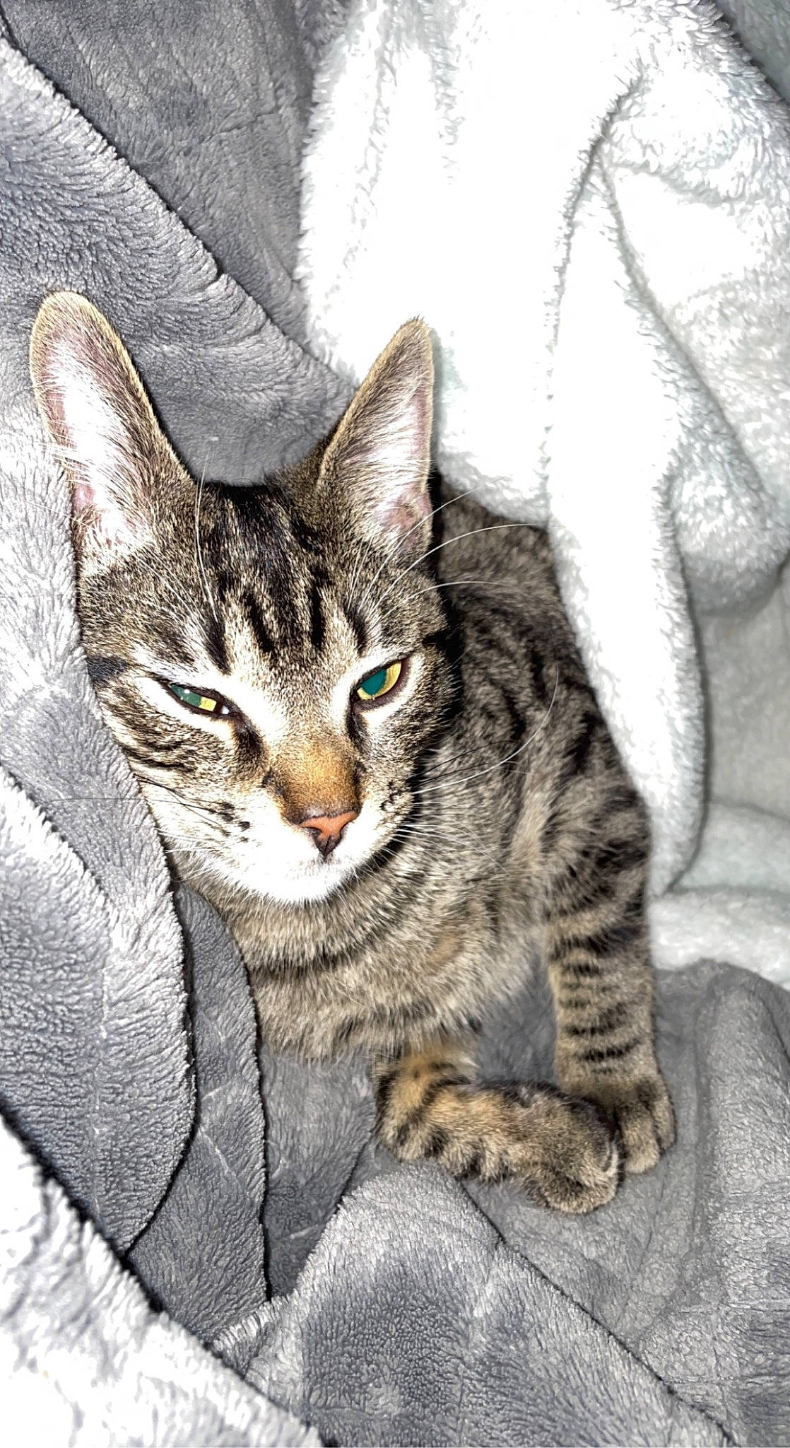 Finnegan is registered to the contest to win money with this photo: carnivore, cat, claw, domestic_short_haired_cat, felidae, fur, mammal, paw, small_to_medium_sized_cats, snout, terrestrial_animal, whiskers, wildlife