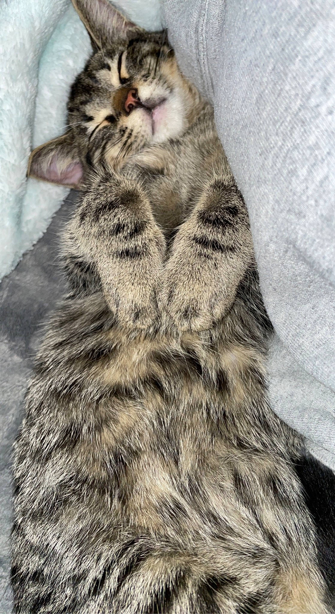 Finnegan is registered to the contest to win money with this photo: art, carnivore, cat, claw, comfort, domestic_short_haired_cat, felidae, fur, gesture, grey, nap, paw, photo_caption, sleep, small_to_medium_sized_cats, snout, tail, terrestrial_animal, whiskers, wildlife