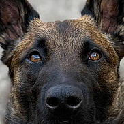 Valko participe au concours pour gagner de l'argent avec cette photo : alert, animal, background_blur, brown_eyes, canine, close_up, dog, ears, expression, face, fur, head, looking_up, muzzle, nature, outdoor, pet, portrait, snout, texture