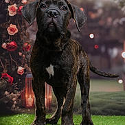 Heiko participe au concours pour gagner de l'argent avec cette photo : dog, puppy, brindle, grass, flowers, roses, lantern, outdoor, portrait, animal, cute, pet, greenery, nature, young_dog, background_bokeh, garden, canine, fur, ears