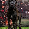 dog, puppy, brindle, grass, flowers, roses, lantern, outdoor, portrait, animal, cute, pet, greenery, nature, young_dog, background_bokeh, garden, canine, fur, ears