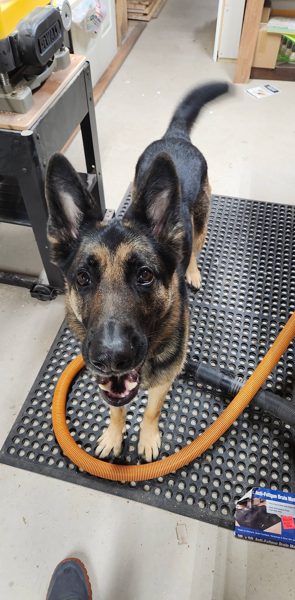 Hank is registered to the contest to win money with this photo: canidae, carnivore, companion_dog, dog, dog_breed, ear, eye, fawn, flooring, fur, german_shepherd_dog, head, metal, paw, snout, sporting_group, street_dog, toy_dog, whiskers, working_animal