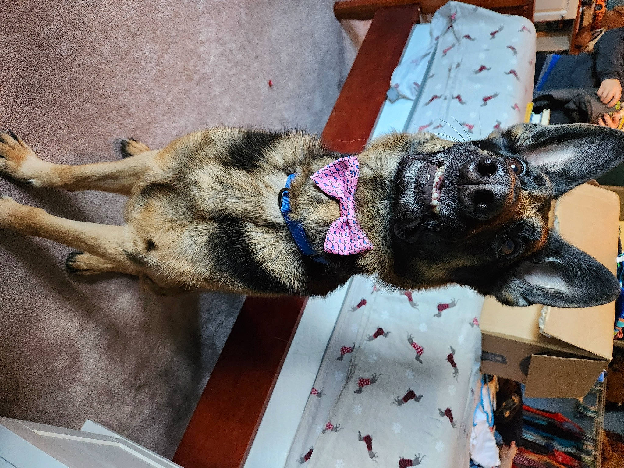 Hank is registered to the contest to win money with this photo: canidae, carnivore, chair, collar, companion_dog, dog, dog_breed, dog_collar, fashion_accessory, fawn, fur, leash, mammal, snout, sporting_group, vertebrate, working_animal