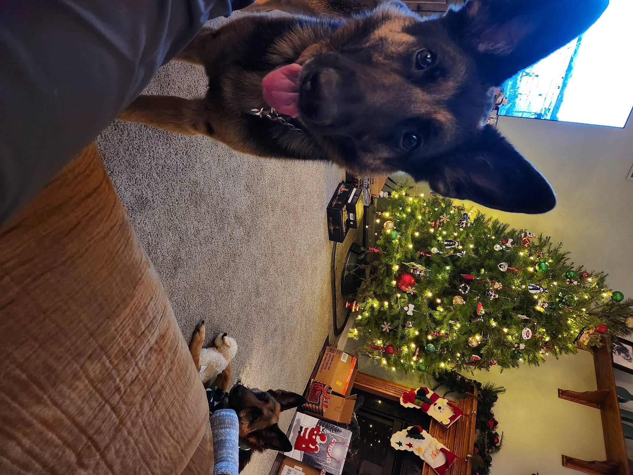 Hank joined the competition — help win amazing prizes! canidae, christmas_tree, collar, companion_dog, dog, dog_breed, dog_collar, dog_supply, event, fashion_accessory, fawn, flower, fur, guard_dog, holiday, plant, sky, sporting_group, whiskers, working_animal