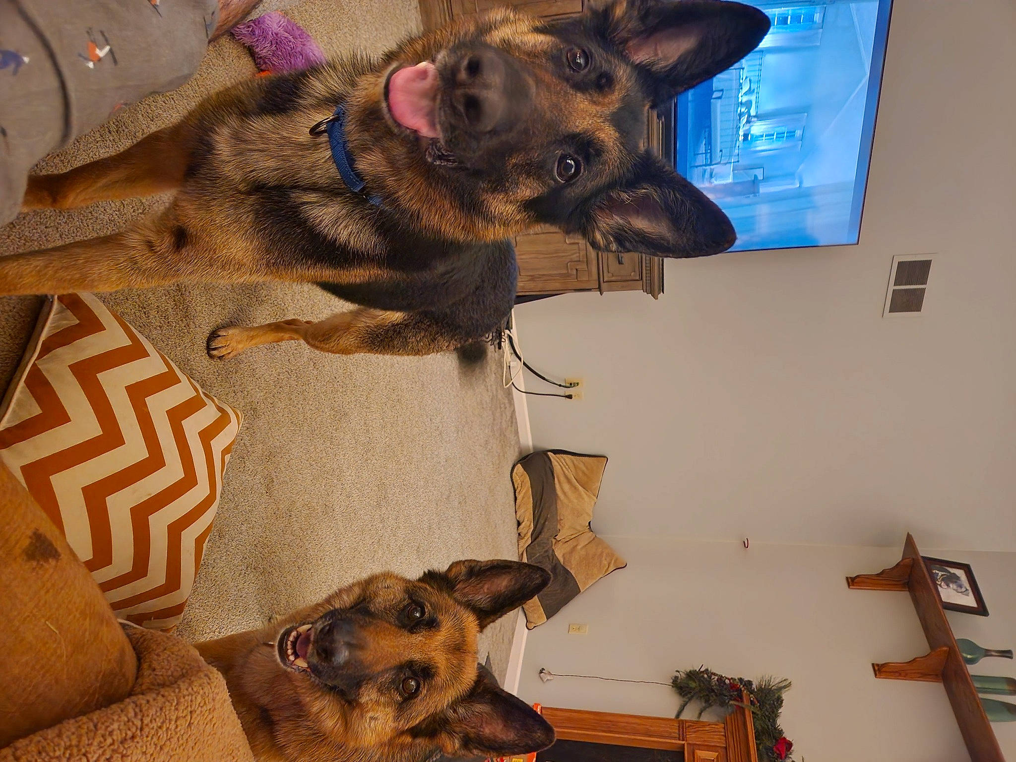 Hank is registered to the contest to win money with this photo: brown, canidae, carnivore, collar, comfort, companion_dog, dog, dog_breed, dog_supply, fawn, felidae, flooring, fur, room, snout, sporting_group, vertebrate, whiskers, wood, working_animal