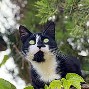 Pomponnette a rejoint le concours — aidez-le/la à gagner de superbes lots ! animal, background_blur, black_and_white, branch, cat, close_up, curious, daylight, feline, green_eyes, leaf, nature, outdoor, pet, plant, portrait, tree, tuxedo_cat, whiskers, wildlife