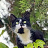 animal, background_blur, black_and_white, branch, cat, close_up, curious, daylight, feline, green_eyes, leaf, nature, outdoor, pet, plant, portrait, tree, tuxedo_cat, whiskers, wildlife