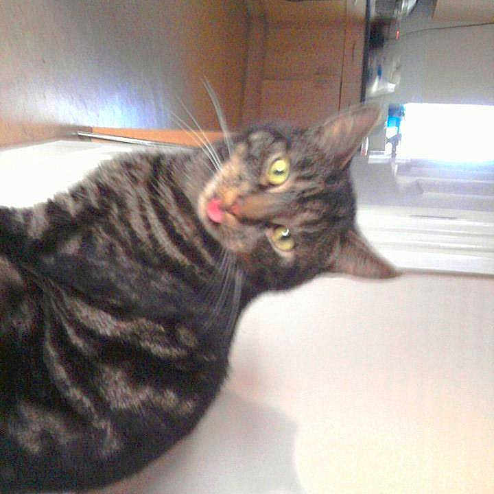 Frankie