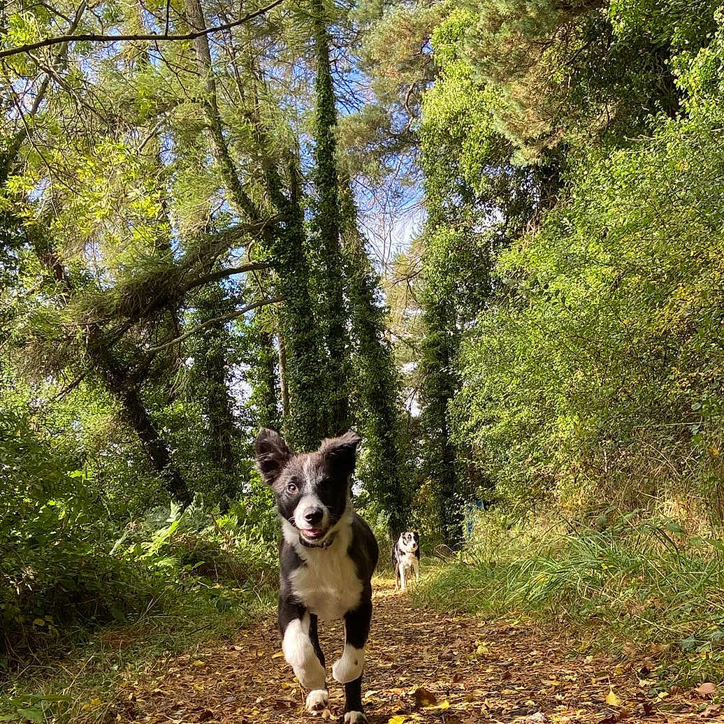 Ned is registered to the contest to win money with this photo: animal, canine, dog, grass, green, grove, jungle, land, nature, outdoors, path, pet, plant, puppy, rainforest, rock, tree, vegetation, wilderness, woodland