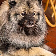 Up a rejoint le concours — aidez-le/la à gagner de superbes lots ! angora, animal, canine, cat, chow, dog, eskimodog, husky, pet, puppy, snout, wolf