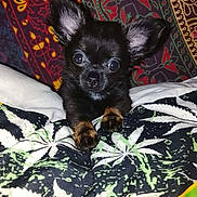 Bob a rejoint le concours — aidez-le/la à gagner de superbes lots ! puppy, dog, small_dog, black_dog, brown_paws, big_ears, cute, pet, animal, blanket, patterned_blanket, tapestry, colorful_background, indoor, close_up, young_dog, wide_eyes, fur, resting, adorable