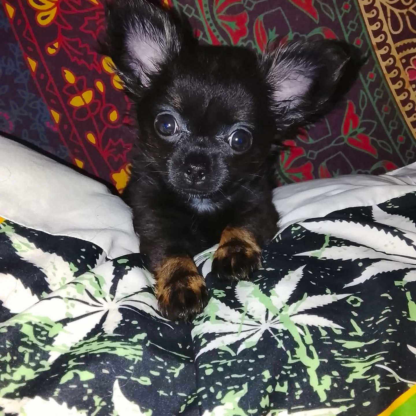Bob