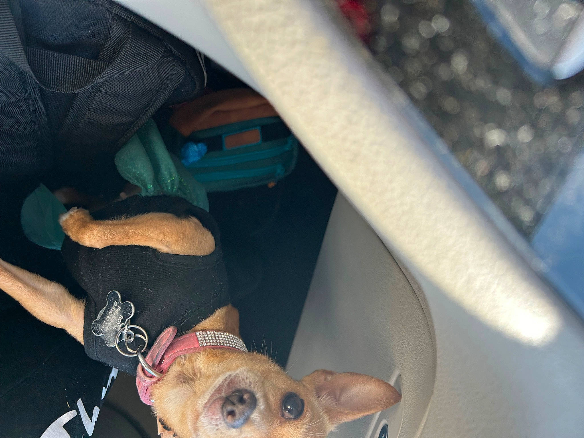 Royal Chardonnay joined the competition — help win amazing prizes! auto_part, automotive_exterior, automotive_lighting, automotive_window_part, bumper, car_seat, companion_dog, dog_breed, elbow, family_car, felidae, fur, human_leg, motor_vehicle, snout, trunk, vehicle_door, whiskers, windshield, wrist