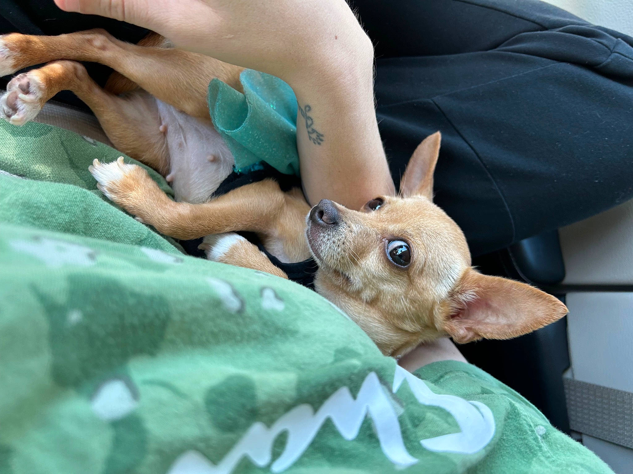 Royal Chardonnay is registered to the contest to win money with this photo: canidae, carnivore, comfort, companion_dog, dog, dog_breed, fawn, felidae, foot, human_leg, lap, linens, paw, sitting, sporting_group, terrestrial_animal, thigh, toy_dog, whiskers, working_animal