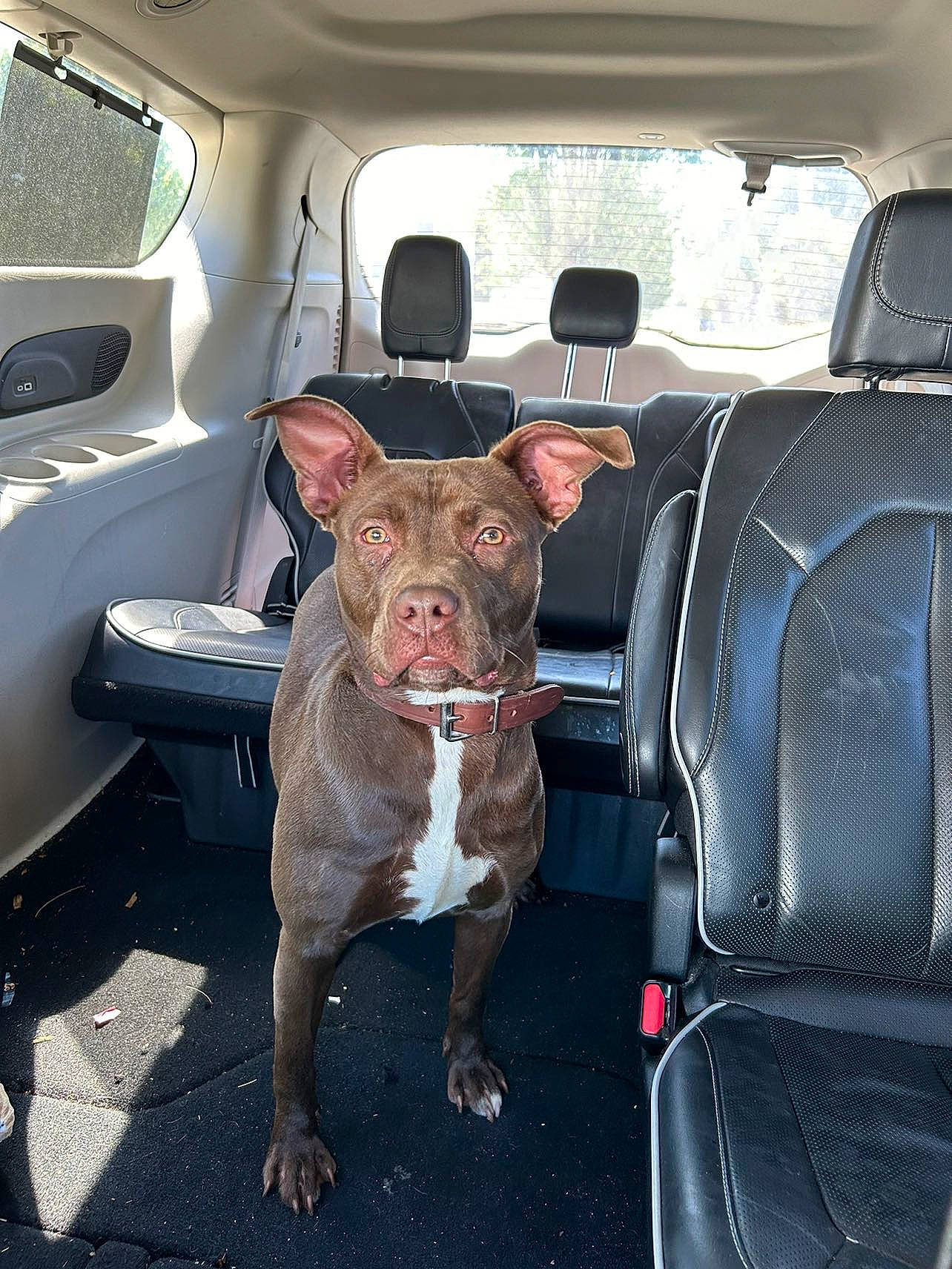 Honey Bunnie is registered to the contest to win money with this photo: auto_part, automotive_exterior, car, car_seat, car_seat_cover, carnivore, collar, companion_dog, dog, dog_breed, family_car, fawn, motor_vehicle, seat_belt, snout, sporting_group, trunk, vehicle, vehicle_door, window