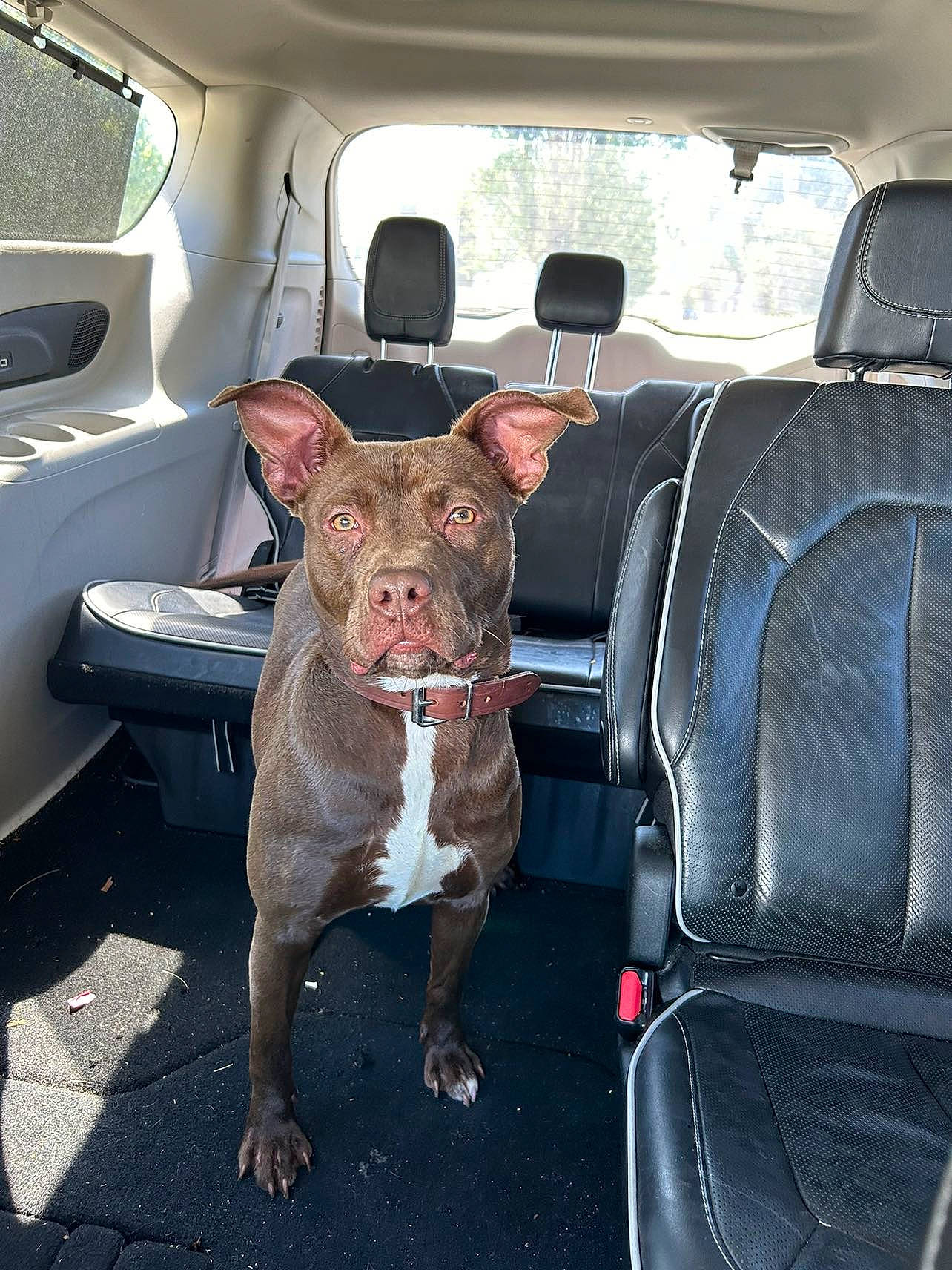 Honey Bunnie joined the competition — help win amazing prizes! auto_part, automotive_exterior, automotive_window_part, car, car_seat, car_seat_cover, carnivore, collar, dog, dog_breed, dog_collar, family_car, fawn, fixture, motor_vehicle, seat_belt, vehicle, vehicle_door, window, windshield