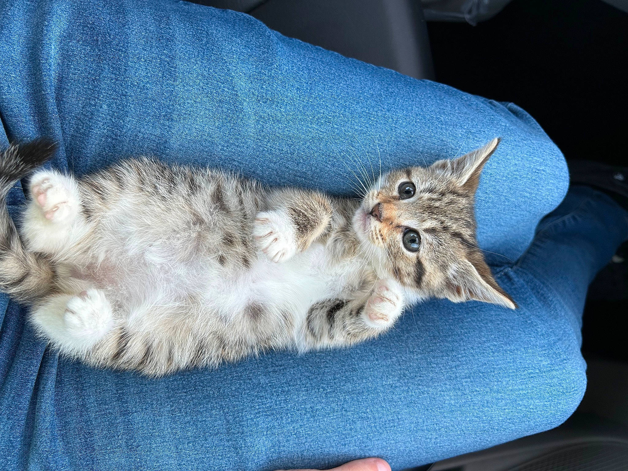 Star joined the competition — help win amazing prizes! carnivore, cat, claw, comfort, domestic_short_haired_cat, felidae, fur, mammal, nap, paw, sleep, small_to_medium_sized_cats, snout, tail, terrestrial_animal, vertebrate, whiskers