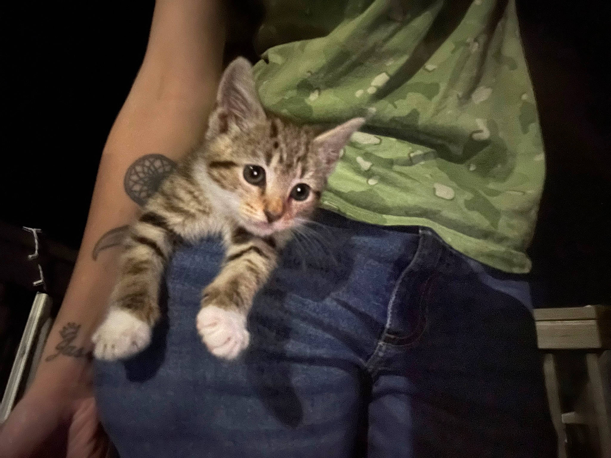 Star joined the competition — help win amazing prizes! carnivore, cat, claw, comfort, darkness, domestic_short_haired_cat, felidae, finger, fur, gesture, human_leg, lap, nail, paw, sitting, small_to_medium_sized_cats, whiskers