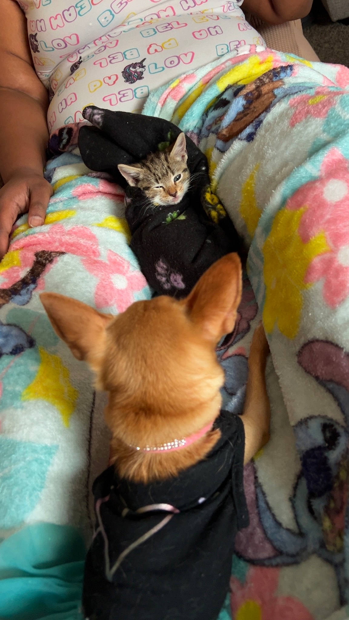 Star is registered to the contest to win money with this photo: canidae, carnivore, cat, comfort, companion_dog, dog, dog_breed, dog_supply, fawn, felidae, fur, mammal, paw, small_to_medium_sized_cats, sporting_group, tail, toy_dog, vertebrate, whiskers, working_animal