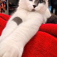Willow is registered to the contest to win money with this photo: cat, kitten, white_fur, gray_fur, blue_eyes, face, paw, whiskers, ears, fluffy, cute, portrait, close_up, indoors, blanket, red_blanket, relaxed, sitting, pet, animal