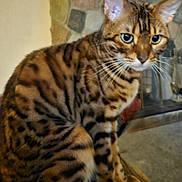 Axel joined the competition — help win amazing prizes! cat, bengal_cat, animal, pet, feline, striped, spotted, whiskers, ears, eyes, indoor, fireplace, stone_wall, wood, sitting, fur, mammal, domestic, closeup, portrait