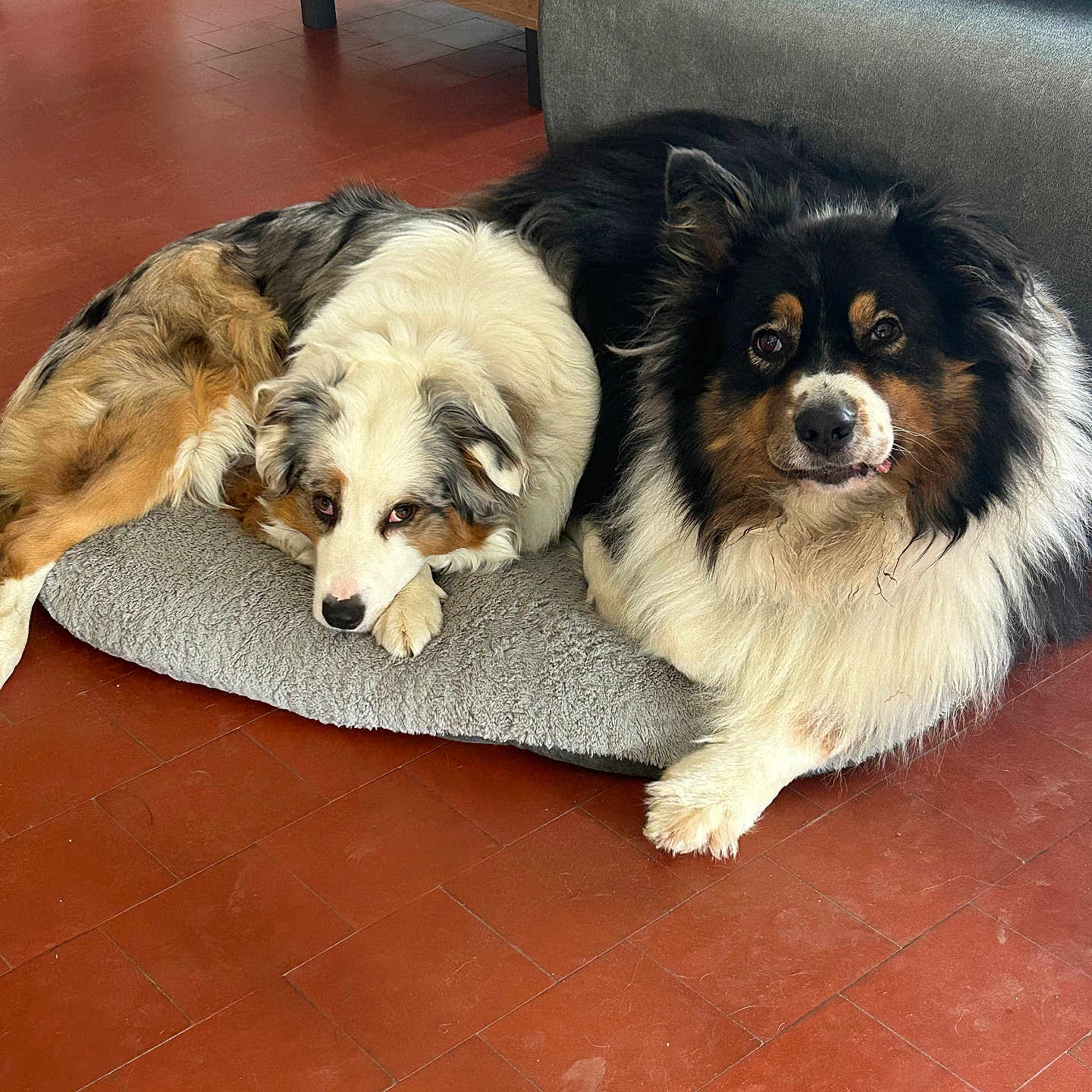Tessa Et Paco participe au concours pour gagner de l'argent avec cette photo : animal, black, brown, canine, companion, cute, dog, dog_bed, domestic, floor, fluffy, furniture, indoor, living_room, pets, relaxed, resting, tile_floor, two_dogs, white
