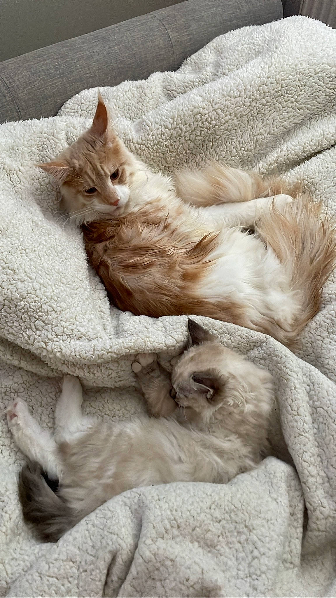 Milo is registered to the contest to win money with this photo: carnivore, cat, claw, comfort, domestic_short_haired_cat, fawn, felidae, fur, linens, nap, paw, sleep, small_to_medium_sized_cats, snout, tail, terrestrial_animal, whiskers