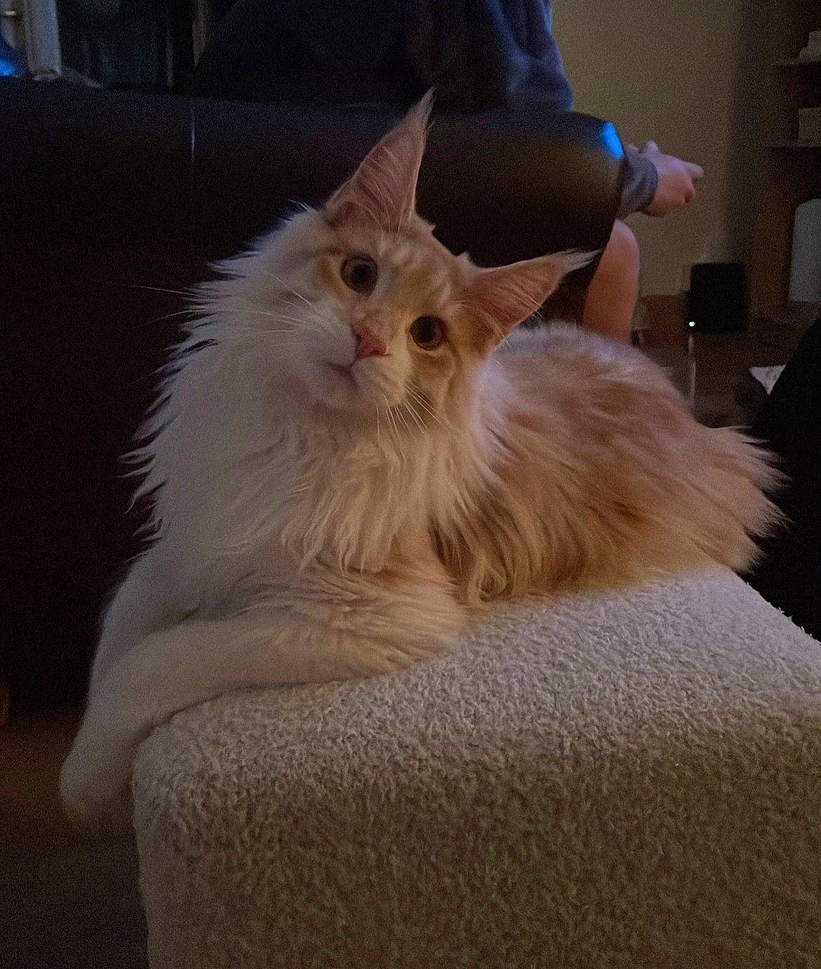 Milo is registered to the contest to win money with this photo: british_longhair, carnivore, cat, claw, comfort, couch, eye, fawn, felidae, fur, gesture, hardwood, persian, ragdoll, sitting, small_to_medium_sized_cats, snout, tail, whiskers, wood