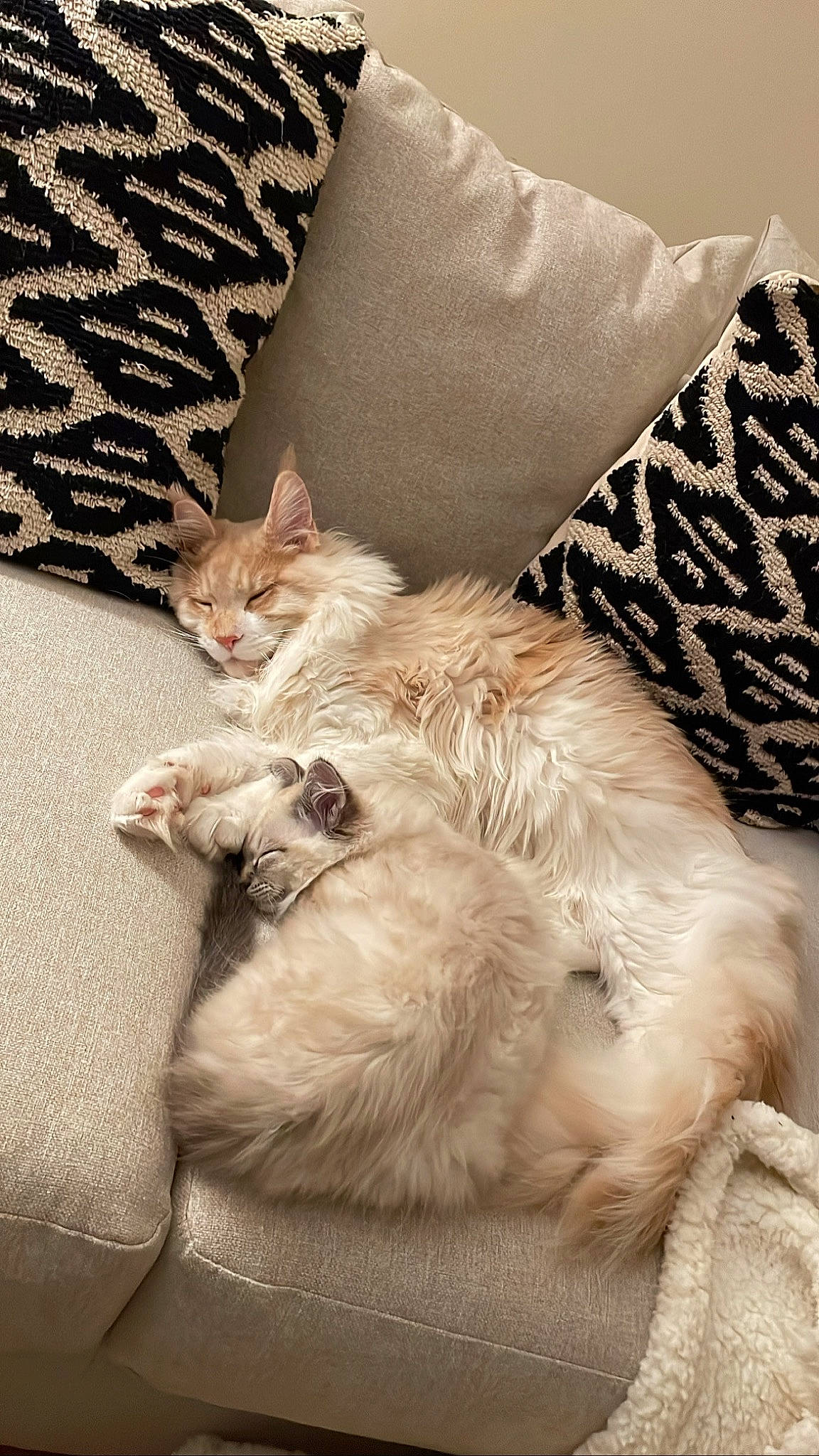 Milo joined the competition — help win amazing prizes! bed_sheet, bedding, carnivore, cat, claw, comfort, couch, domestic_short_haired_cat, fawn, felidae, fur, grey, linens, nap, paw, room, small_to_medium_sized_cats, tail, throw_pillow, whiskers