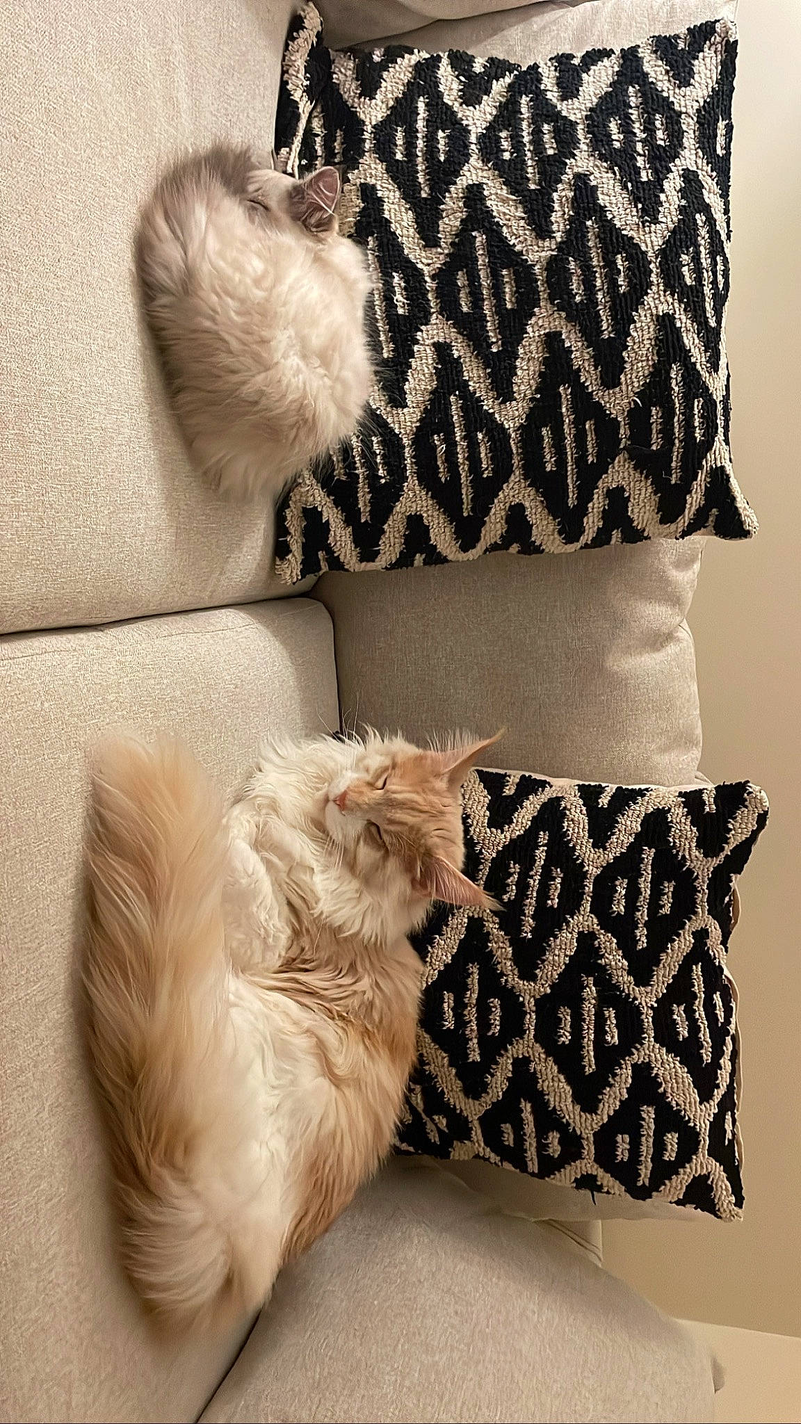 Milo joined the competition — help win amazing prizes! carnivore, comfort, companion_dog, couch, dog_breed, fashion_accessory, fawn, felidae, fur, grey, human_leg, living_room, pattern, pillow, small_to_medium_sized_cats, teddy_bear, textile, throw_pillow, whiskers, white