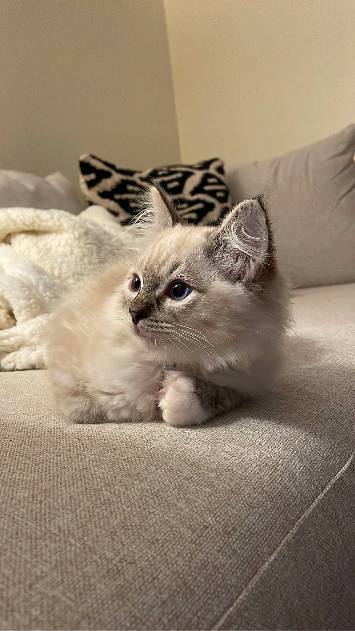 Freddy is registered to the contest to win money with this photo: carnivore, cat, cat_bed, cat_supply, comfort, domestic_short_haired_cat, eye, fawn, felidae, fur, grey, linens, monochrome_photography, paw, sitting, small_to_medium_sized_cats, snout, tail, whiskers, window