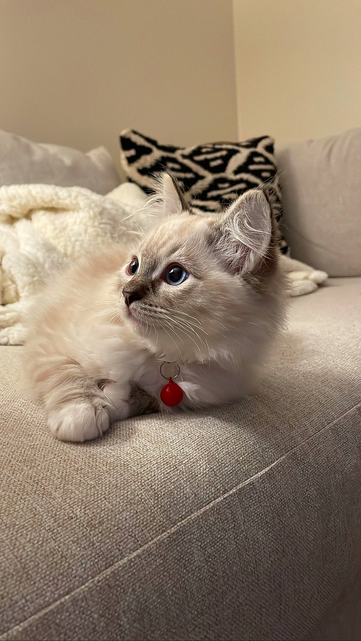 Freddy joined the competition — help win amazing prizes! carnivore, cat, cat_supply, claw, comfort, domestic_short_haired_cat, eye, fawn, felidae, foot, fur, grey, nap, paw, sitting, small_to_medium_sized_cats, snout, tail, terrestrial_animal, whiskers