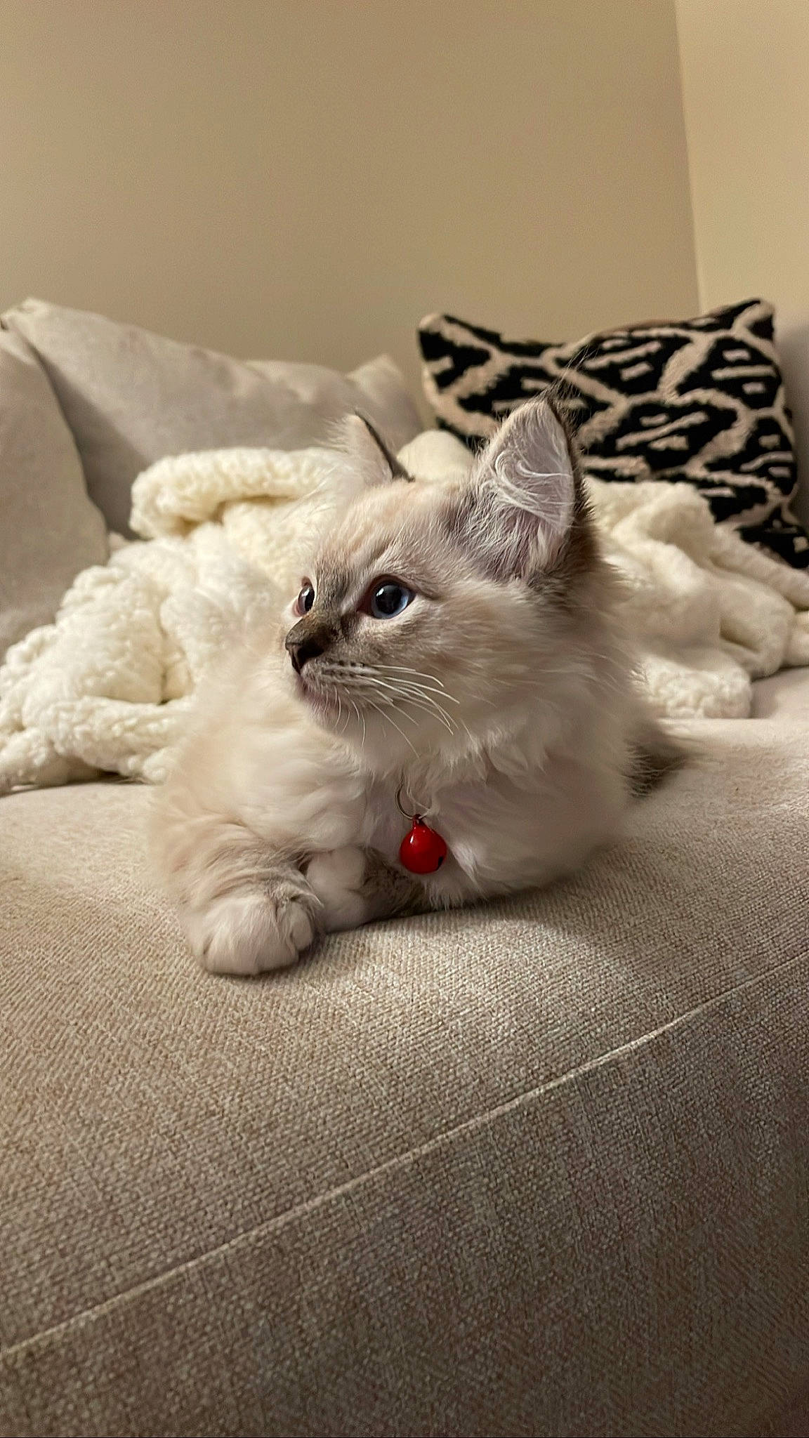 Freddy is registered to the contest to win money with this photo: bedding, carnivore, cat, claw, comfort, domestic_short_haired_cat, felidae, flooring, foot, fur, grey, linens, nap, paw, small_to_medium_sized_cats, snout, tail, whiskers