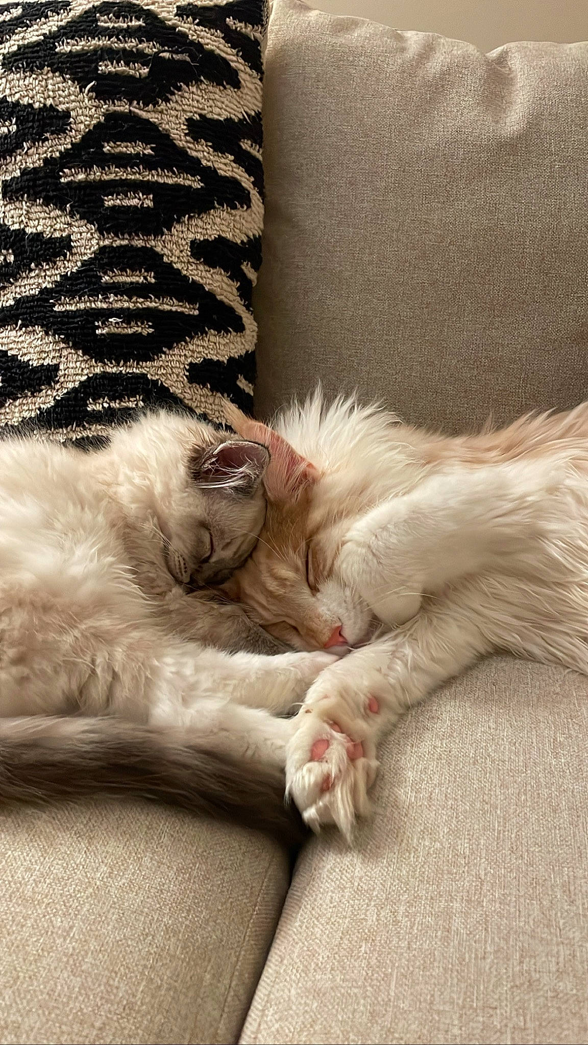 Freddy joined the competition — help win amazing prizes! carnivore, cat, cat_bed, claw, comfort, companion_dog, couch, domestic_short_haired_cat, fawn, felidae, foot, fur, human_leg, nap, paw, small_to_medium_sized_cats, snout, tail, terrestrial_animal, whiskers