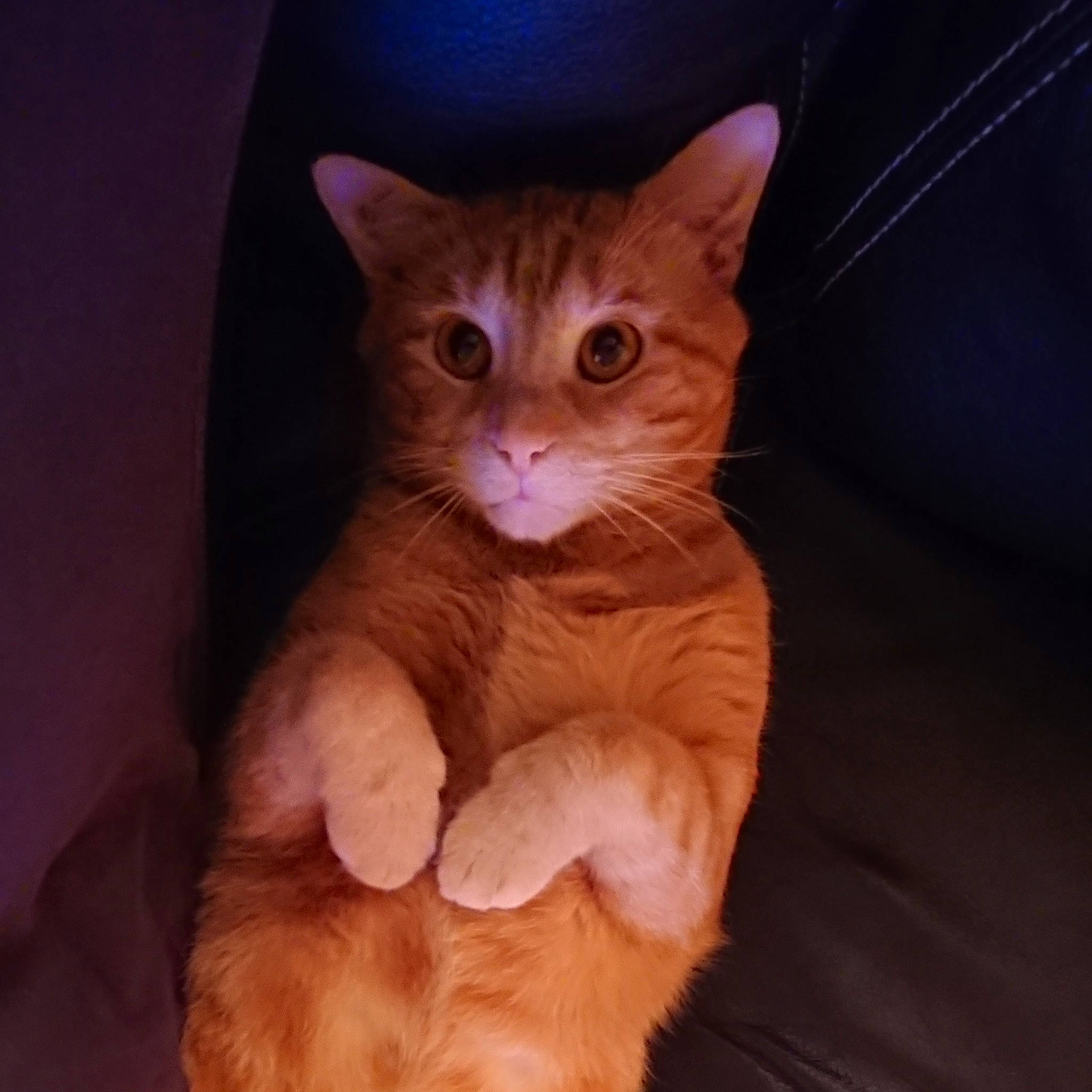 Paddington a rejoint le concours — aidez-le/la à gagner de superbes lots ! carnivore, cat, comfort, domestic_short_haired_cat, ear, fawn, felidae, foot, fur, gesture, human_leg, iris, paw, peach, sitting, small_to_medium_sized_cats, snout, tail, whiskers, wood