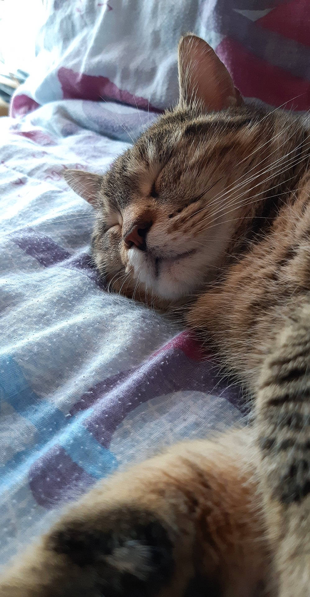 Symba a rejoint le concours — aidez-le/la à gagner de superbes lots ! american_shorthair, asian, california_spangled, carnivore, cat, domestic_short_haired_cat, dragon_li, egyptian_mau, european_shorthair, felidae, fur, kitten, mammal, nap, ocicat, pixie_bob, small_to_medium_sized_cats, snout, tabby_cat, whiskers